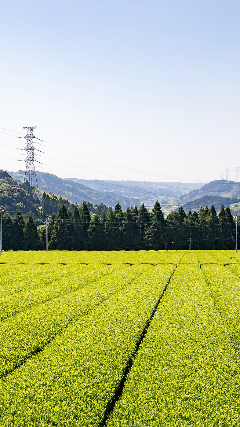 ”茶畑の風景”